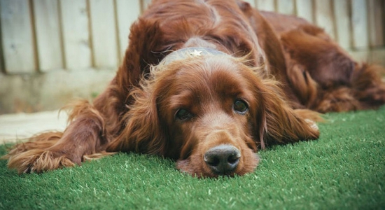 The European languages are members of the same family